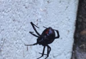 Black-Widow-Exterminator-Medford-Eugene