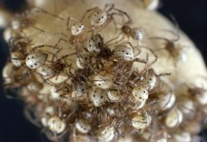 Black-Widow-Eggs-Pest-Control-Medford