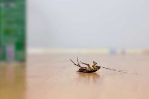 pest control