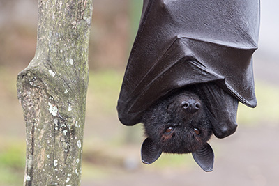 Flying fox hanging from a branch