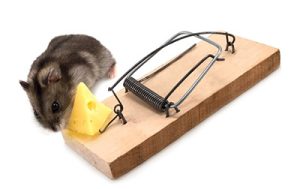 Mice Control and Extermination