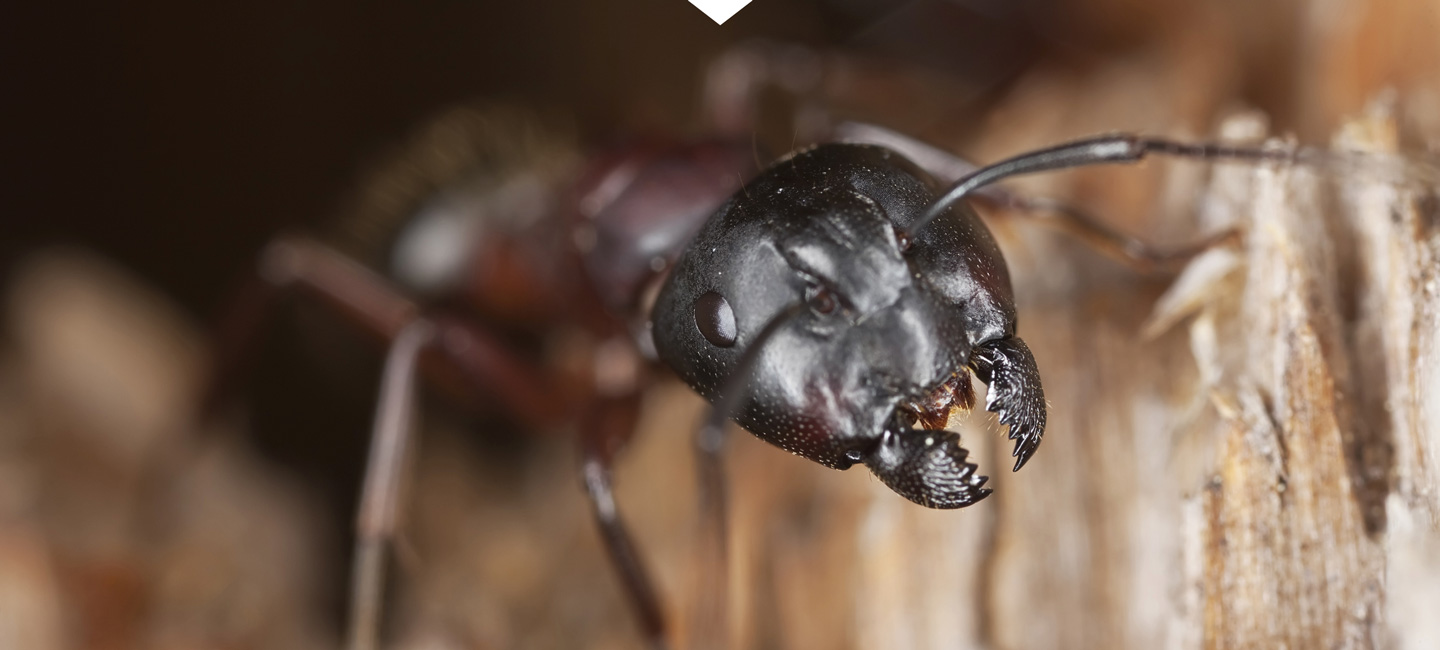 Carpenter Ant Exterminator