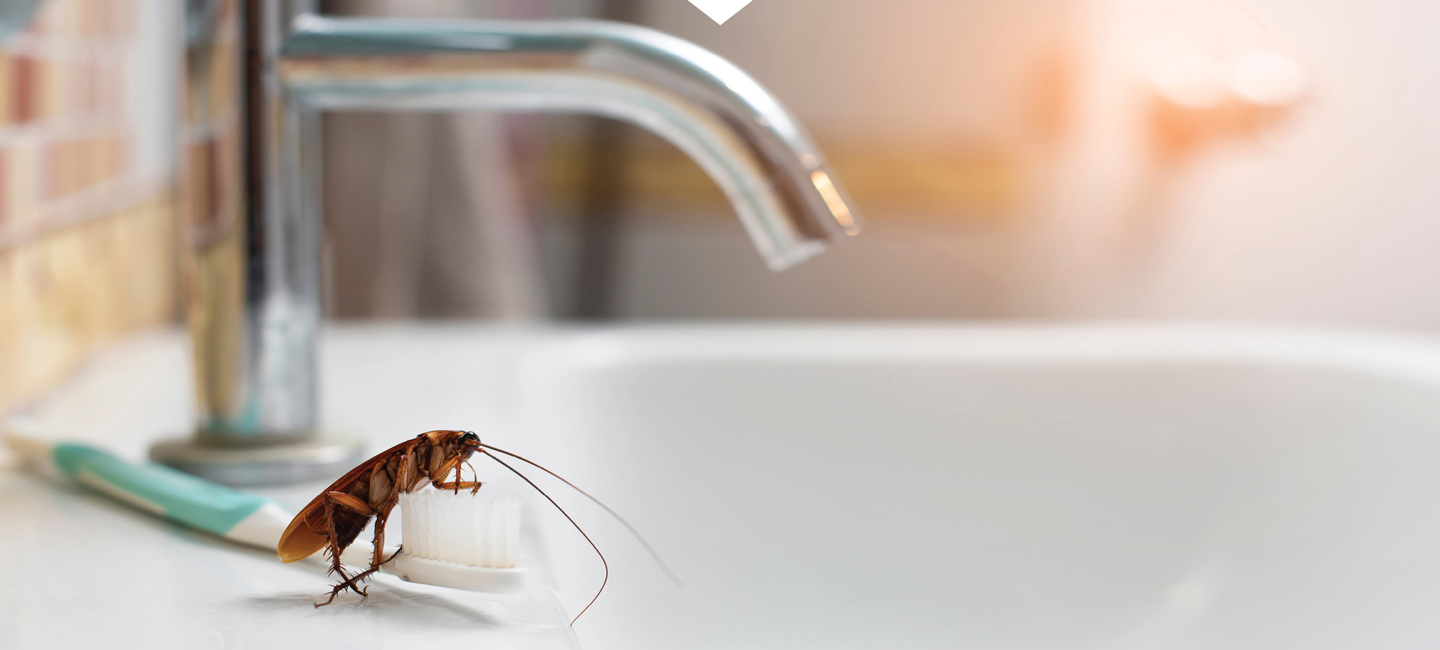 Cockroach Exterminator