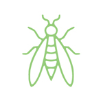 Wasp Pest Control Exterminator Southern Oregon