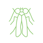 Wood Beetle Pest Control Exterminator Rogue Valley