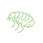 Flea Pest Control Exterminator Southern Oregon