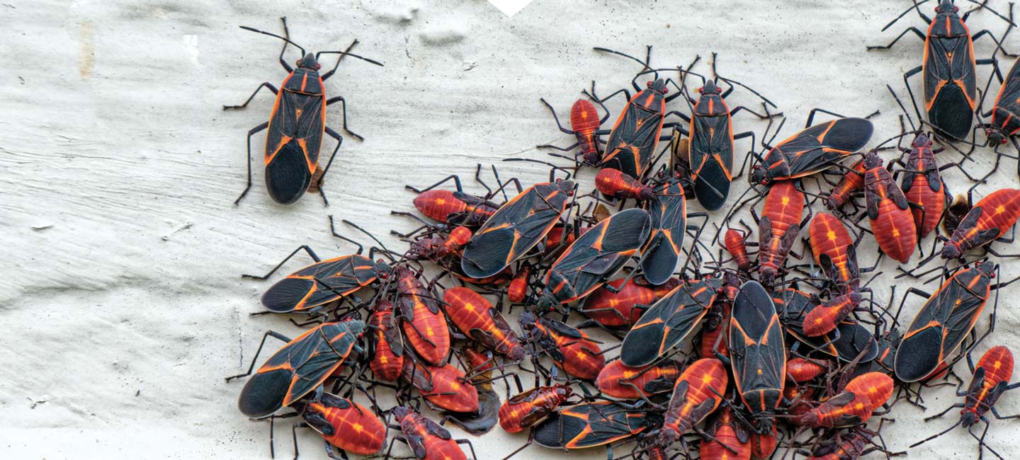 Boxelder Bug Exterminator