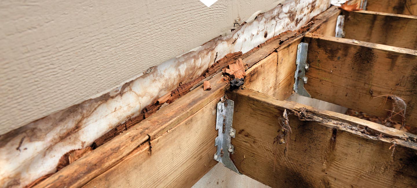 Dry Rot Exterminator