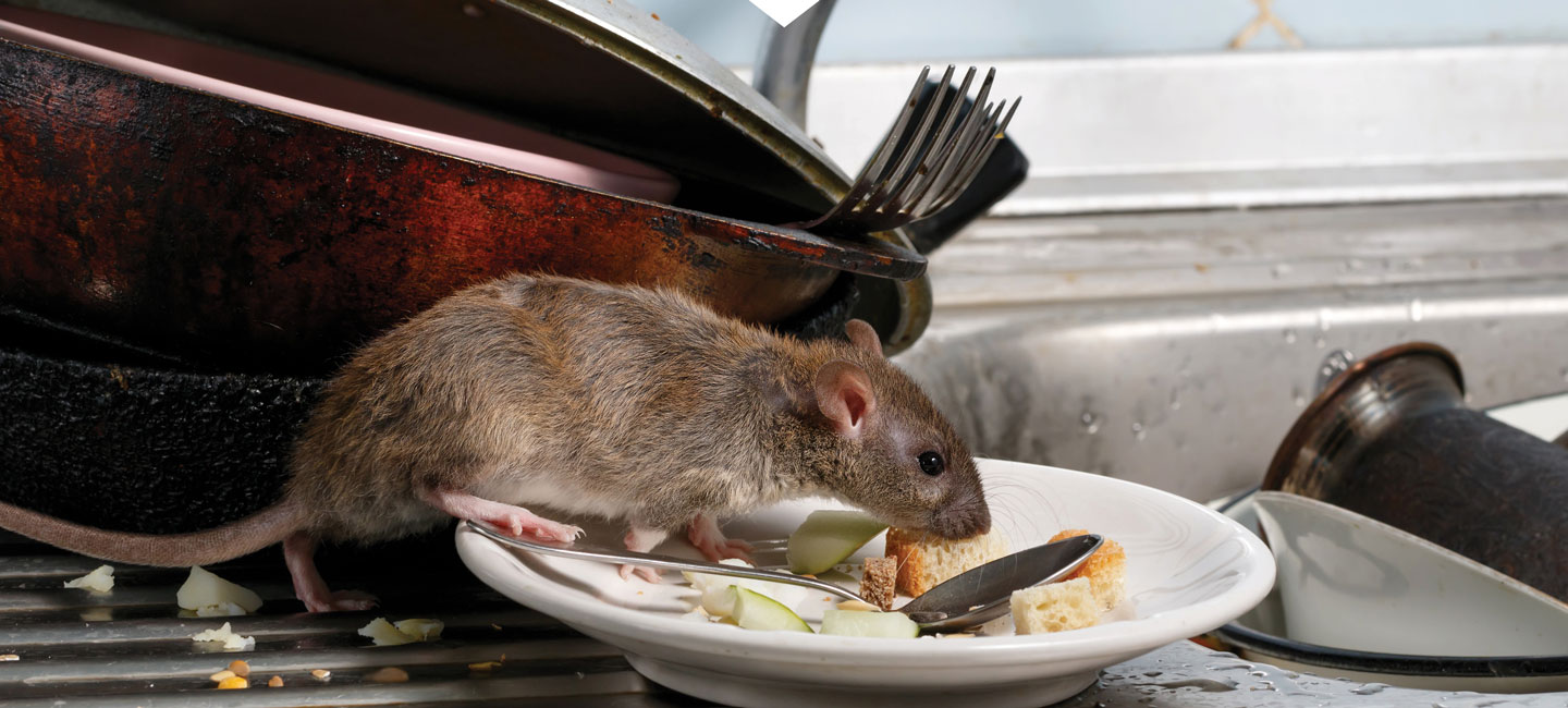 Rat Exterminator Medford Oregon