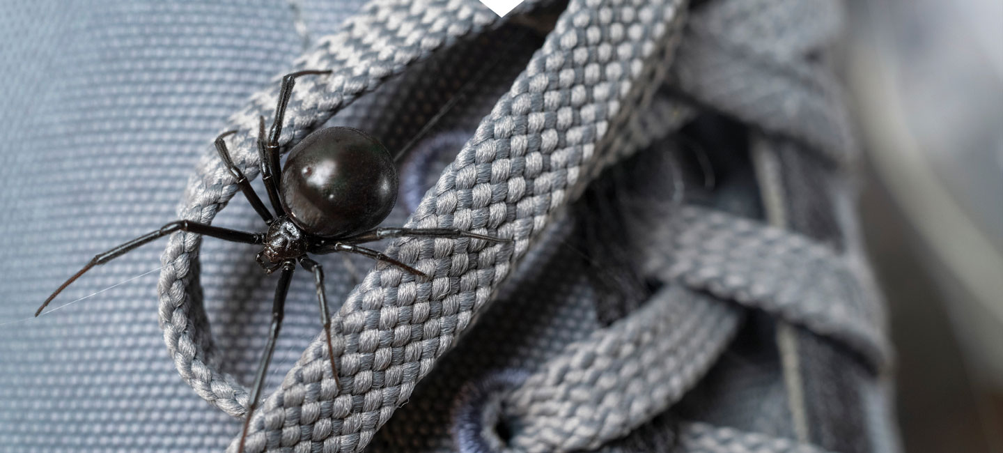 Spider Exterminator Medford Oregon