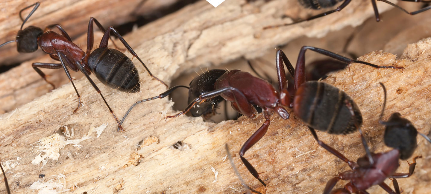 Carpenter Ant Exterminator Oregon City Oregon