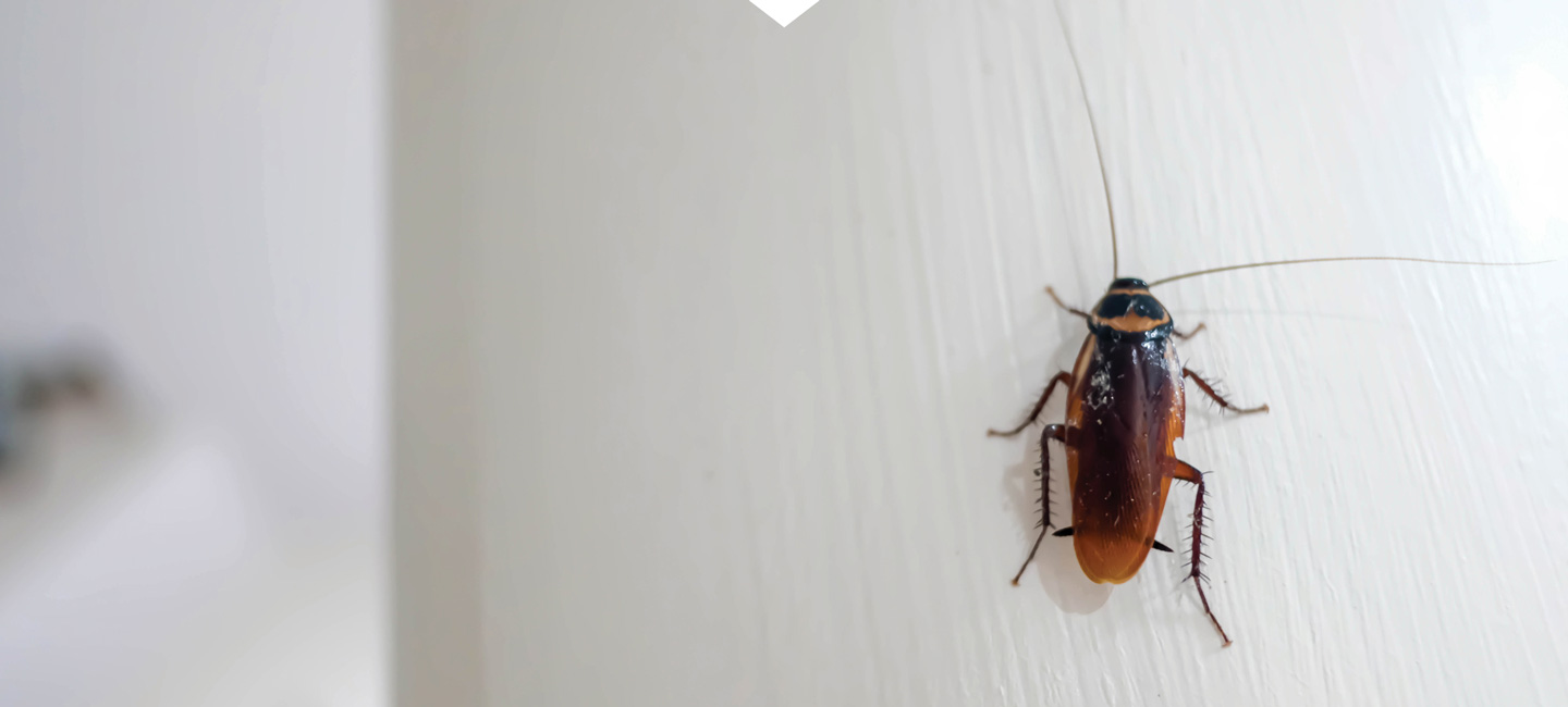 Cockroach Exterminator Medford Oregon