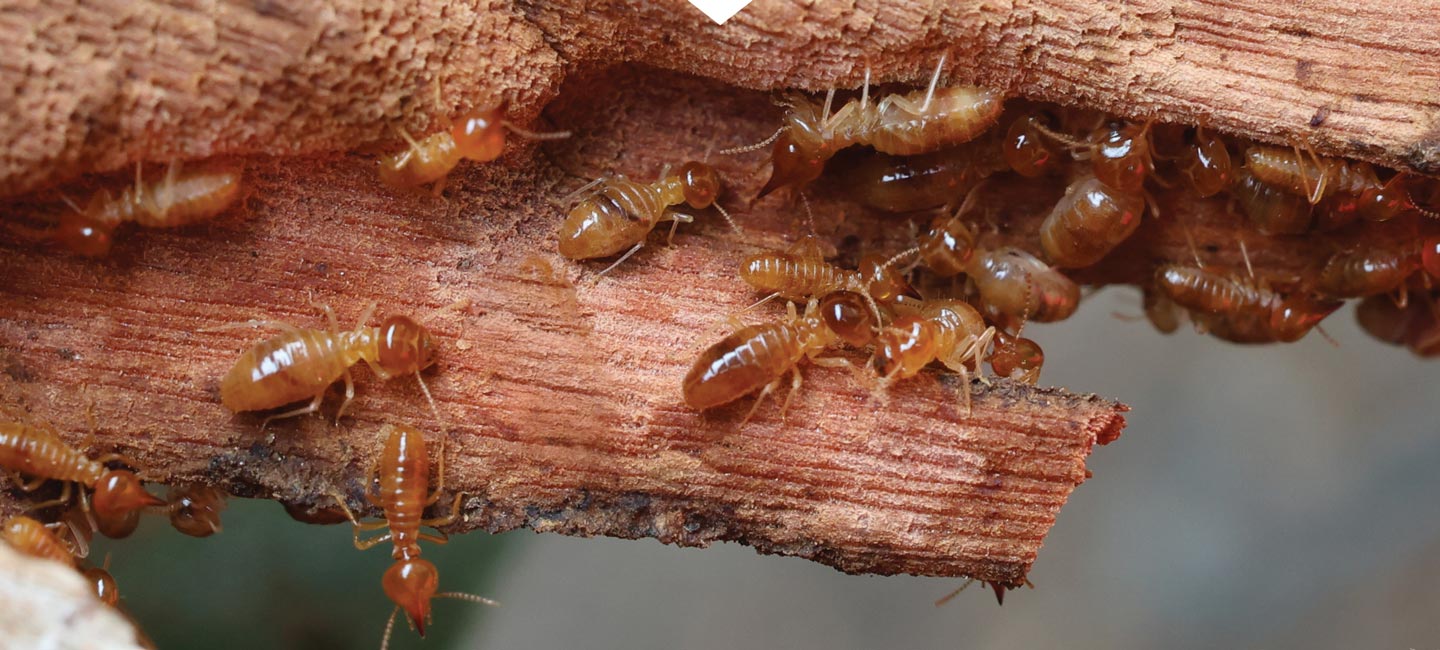 Cockroach Exterminator Lake Oswego Oregon