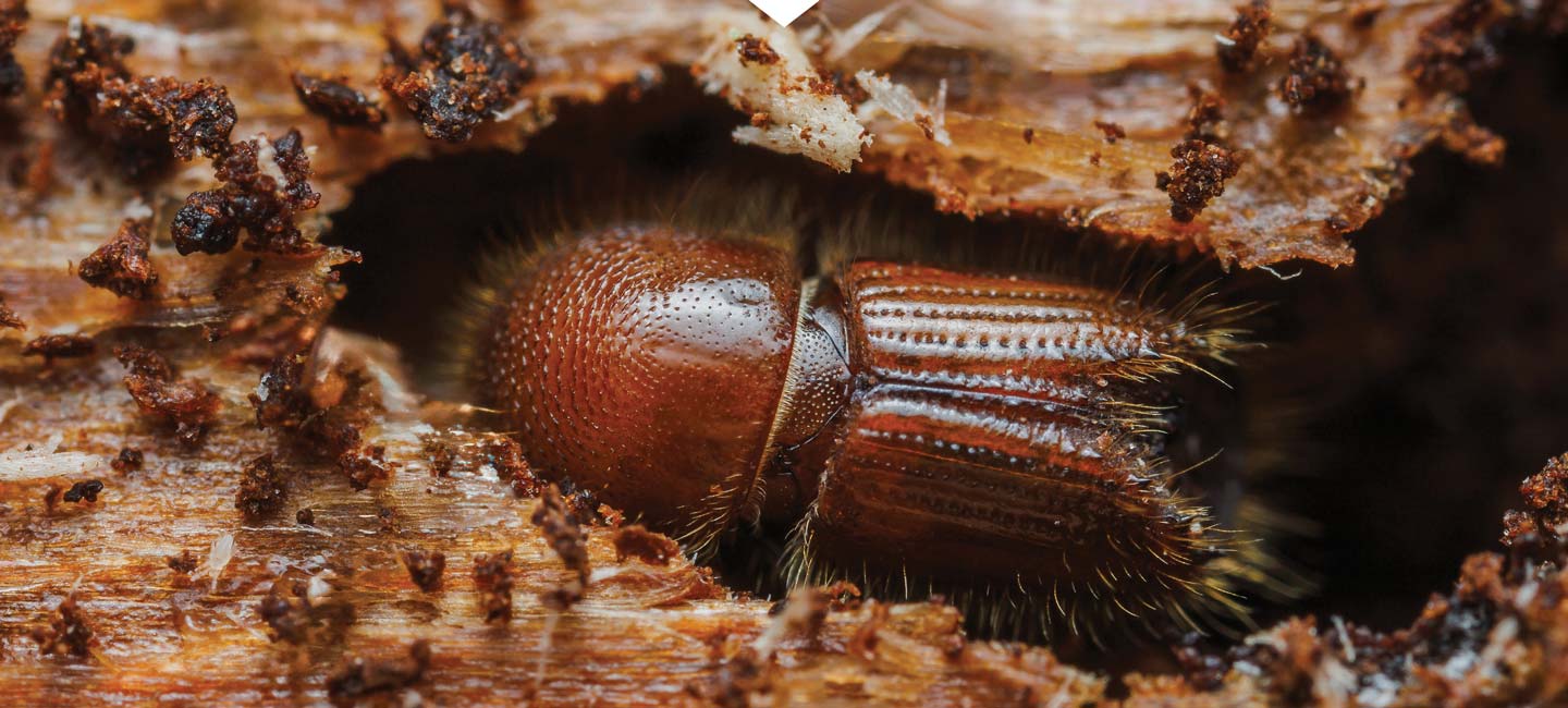 Wood Beetle Exterminator Medford Oregon