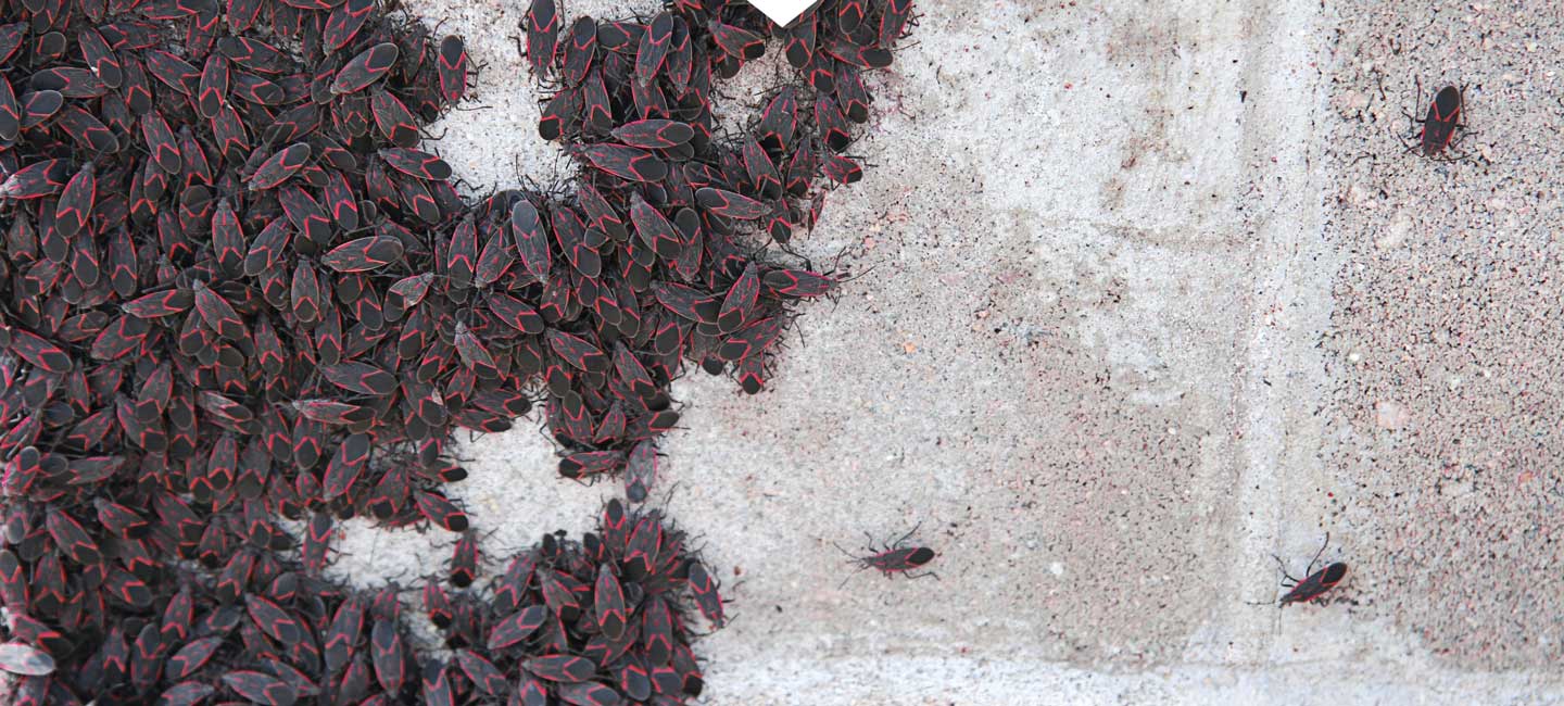 Boxelder Bug Exterminator Nampa Idaho
