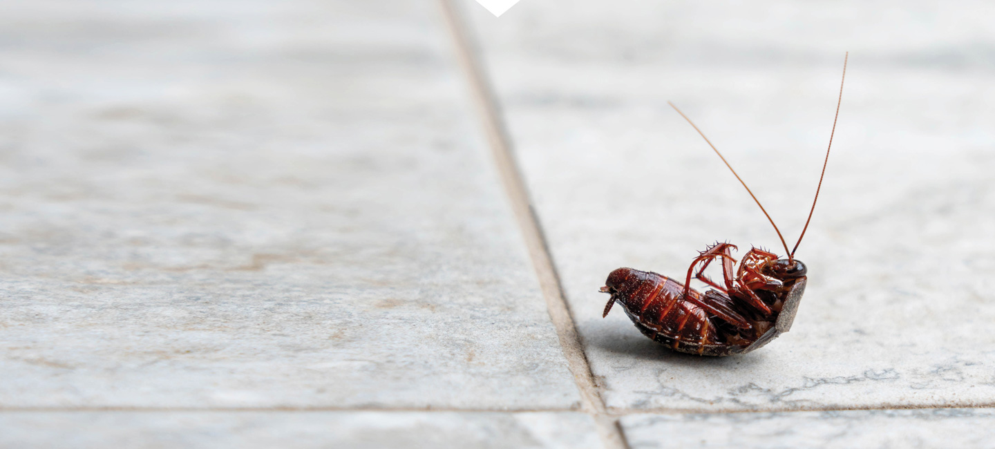 Commercial Pest Control