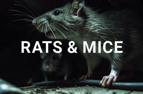 Rat and Mice