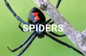 Spiders