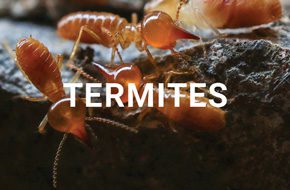 Termites