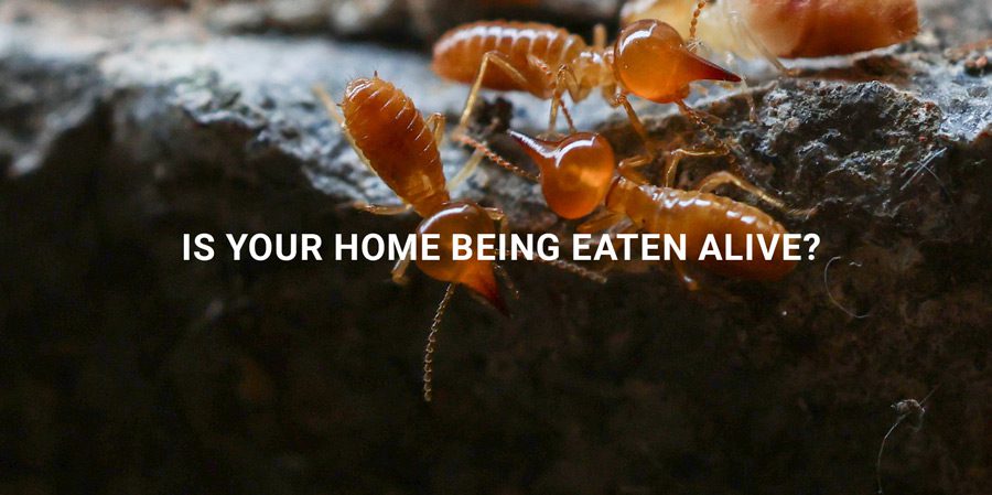 Termites