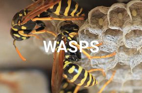 Wasps