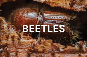 Beetles