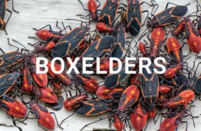 Boxelders