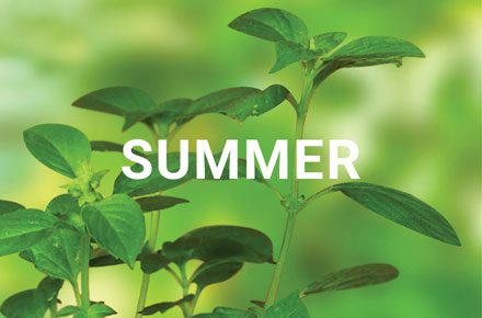 Summer
